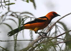 Spot-breasted Oriole