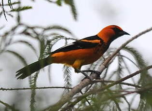 Oriole maculé