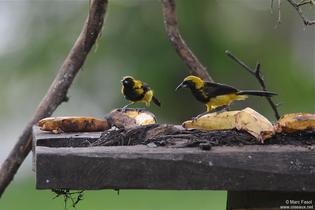 Oriole monacalimmature, identification, régime