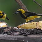 Oriole monacal