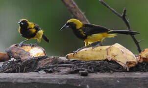 Black-cowled Oriole