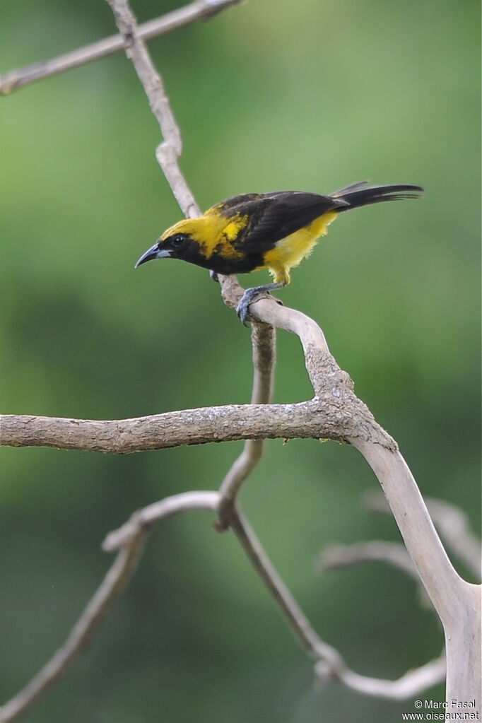 Black-cowled Oriole female adult