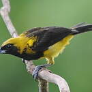 Oriole monacal