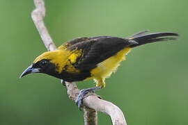 Black-cowled Oriole