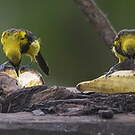 Oriole monacal
