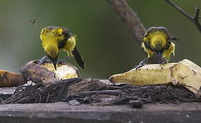 Black-cowled Oriole