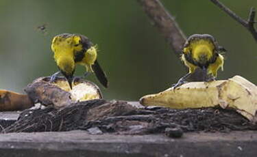 Oriole monacal