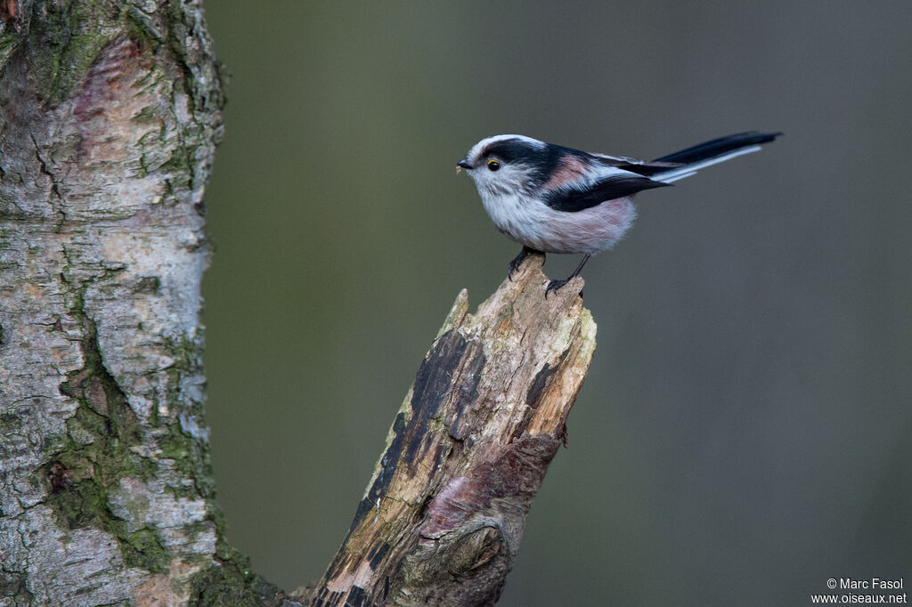 Long-tailed Titadult post breeding