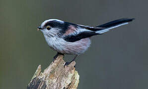 Long-tailed Tit