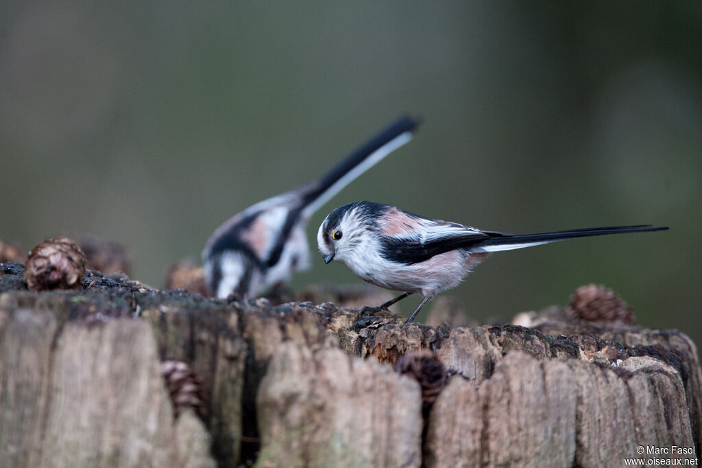 Long-tailed Titadult, eats