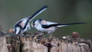 Long-tailed Tit