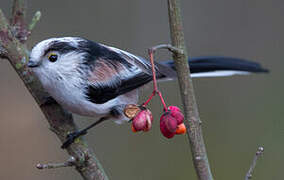 Long-tailed Tit