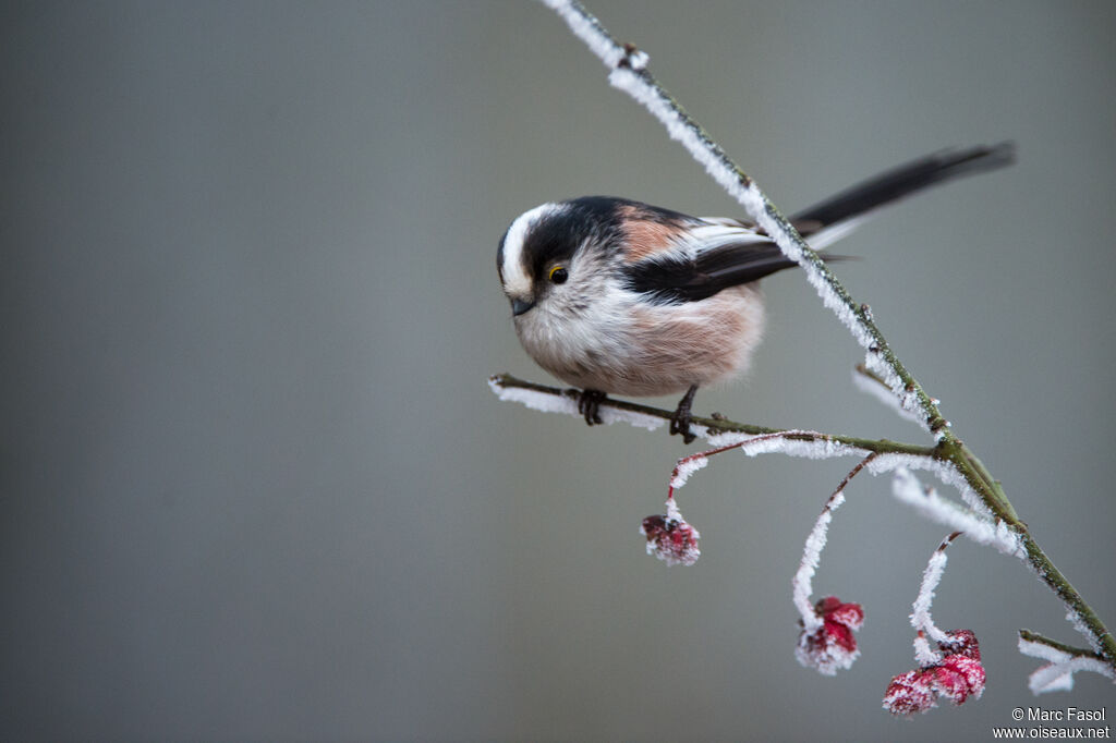 Long-tailed Titadult, identification