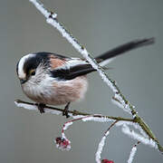 Long-tailed Tit