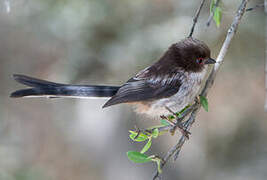 Long-tailed Tit