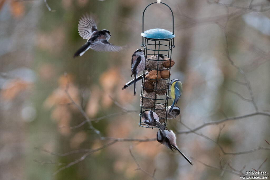 Long-tailed Tit, Flight, eats