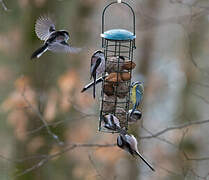 Long-tailed Tit