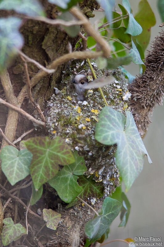 Long-tailed Titadult, Reproduction-nesting