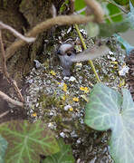 Long-tailed Tit