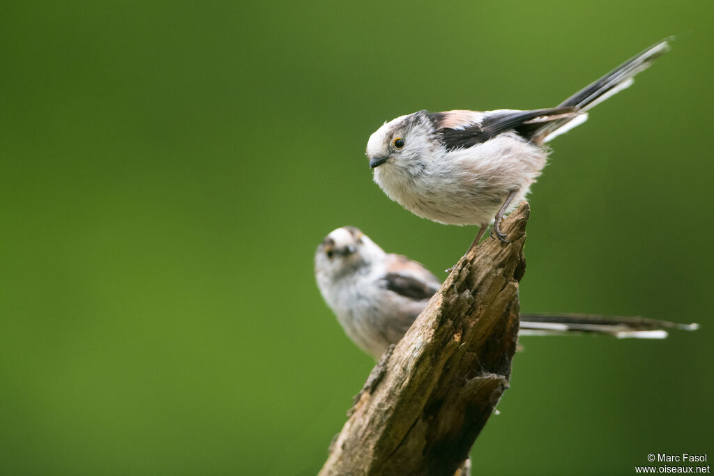 Long-tailed Titadult breeding