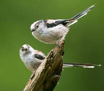 Long-tailed Tit