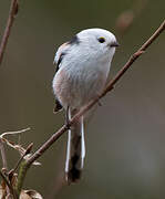 Long-tailed Tit