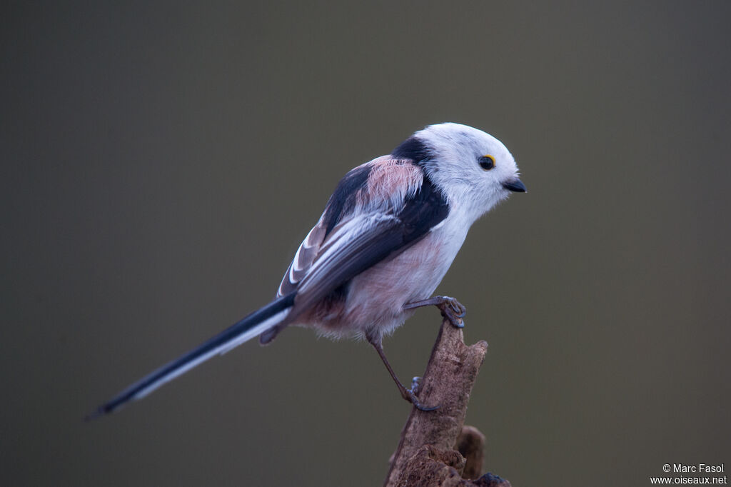 Long-tailed Titadult, identification