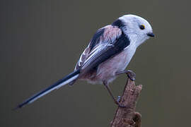 Long-tailed Tit