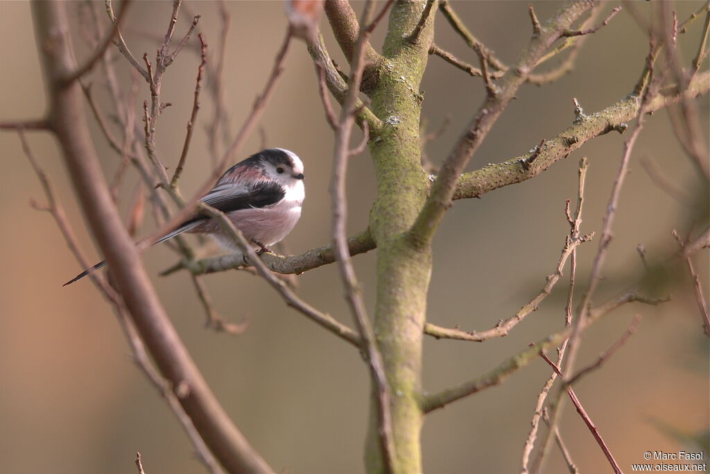 Long-tailed Titadult post breeding, identification