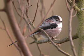 Long-tailed Tit