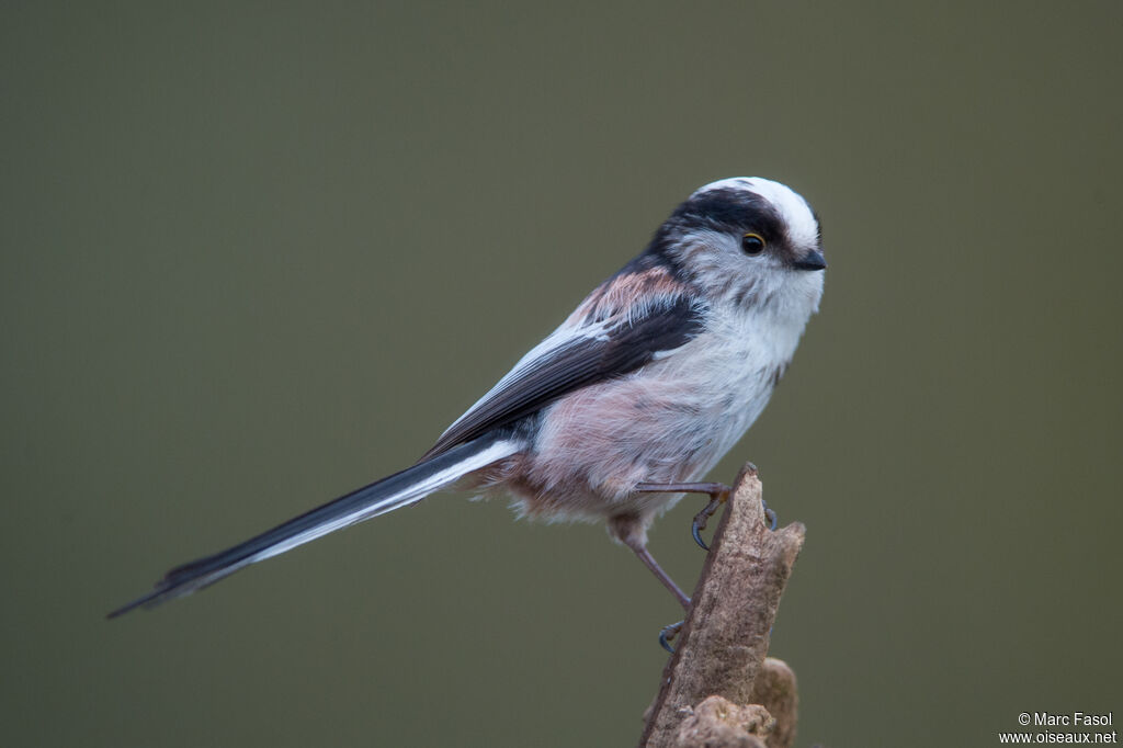 Long-tailed Titadult, identification