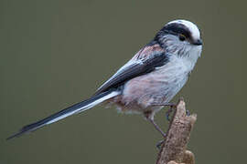 Long-tailed Tit