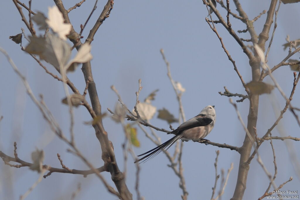 Long-tailed Titadult, identification