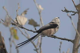 Long-tailed Tit