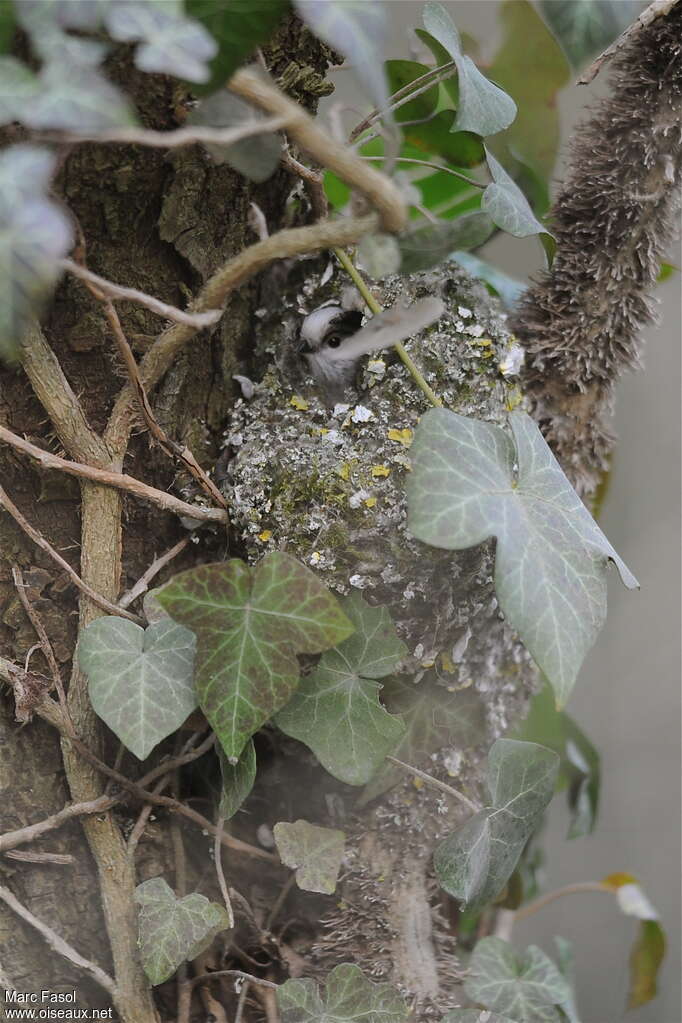 Long-tailed Titadult, Reproduction-nesting, Behaviour