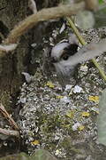 Long-tailed Tit