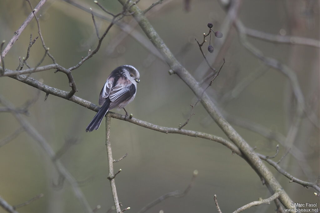 Long-tailed Titadult, identification, Behaviour