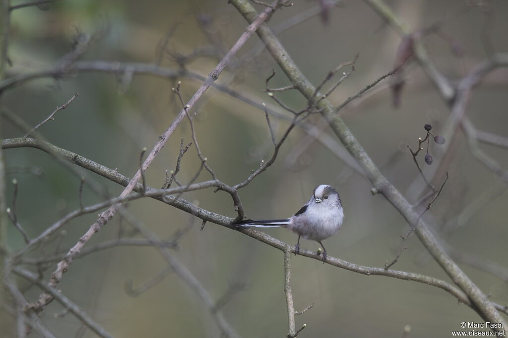 Long-tailed Titadult, identification, Behaviour