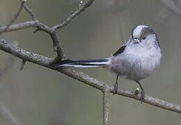 Long-tailed Tit