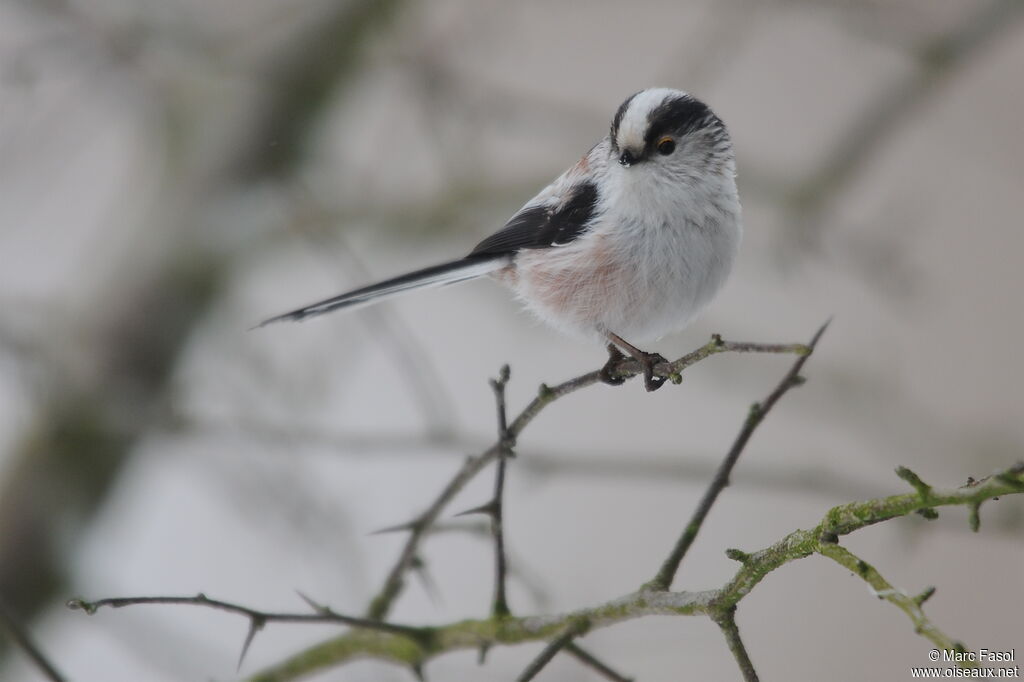 Long-tailed Titadult post breeding, identification