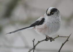 Long-tailed Tit