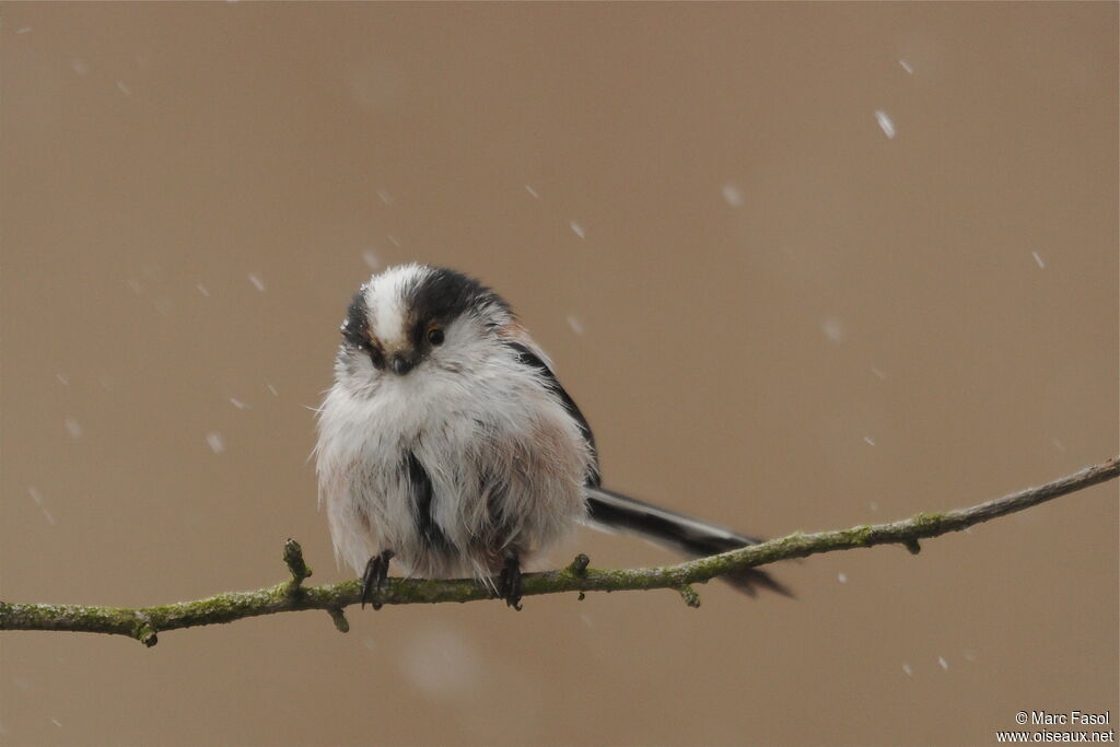 Long-tailed Titadult post breeding, identification