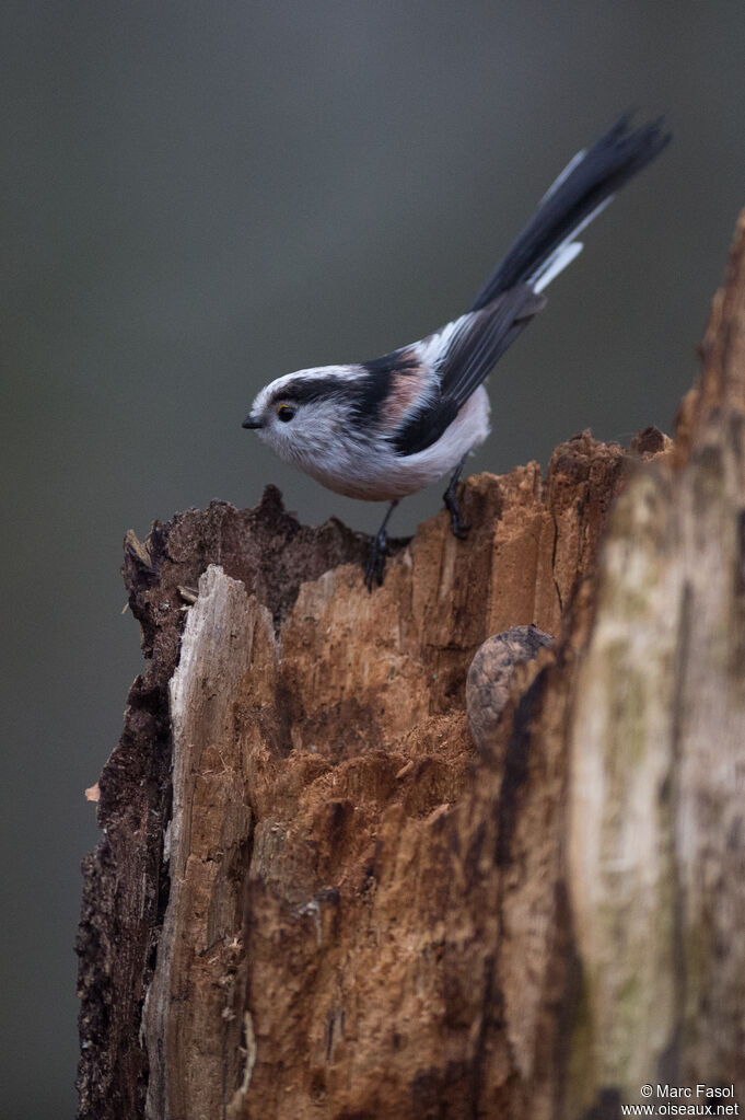 Long-tailed Titadult, identification