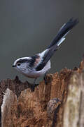 Long-tailed Tit