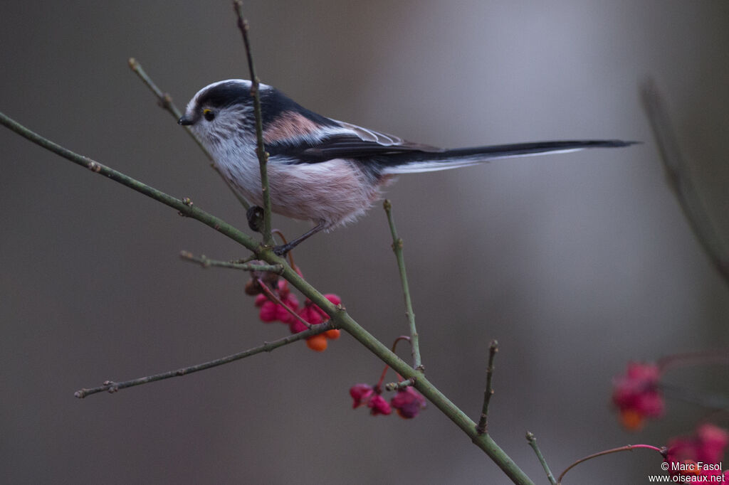 Long-tailed Titadult