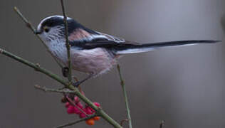 Long-tailed Tit