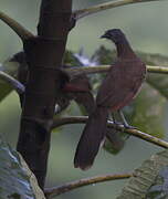 Grey-headed Chachalaca