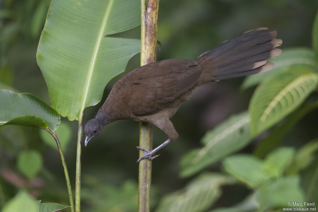 Ortalide à tête grise, identification