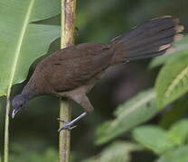 Grey-headed Chachalaca