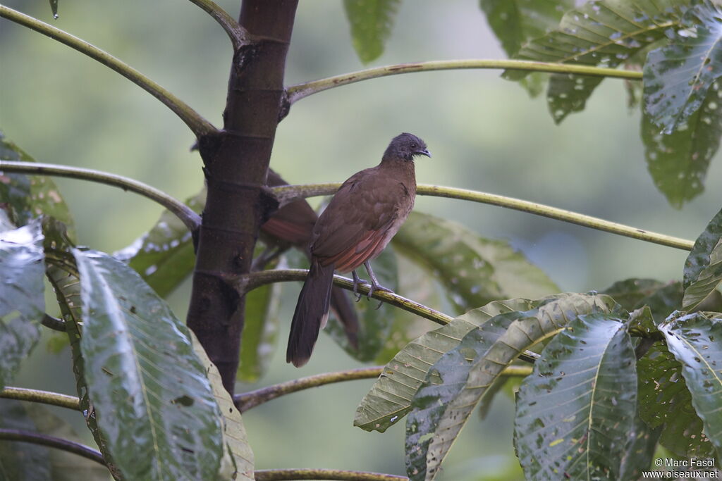 Grey-headed Chachalacaadult, identification